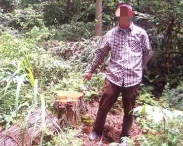 男子无证砍了8棵树 森林警察：罚款+补种40棵！