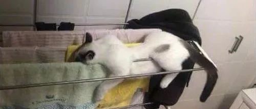 猫趴在毛巾架上，侧面看没什么，正面一看就...