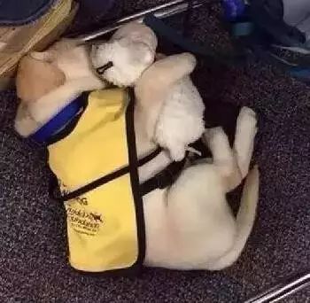 第一天上岗的小导盲犬，因为劳累过度躺在地上打起了瞌睡