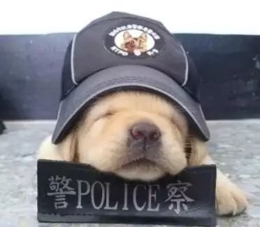 还记得台湾那几只警犬宝宝吗？人家的日常除了吃就是睡