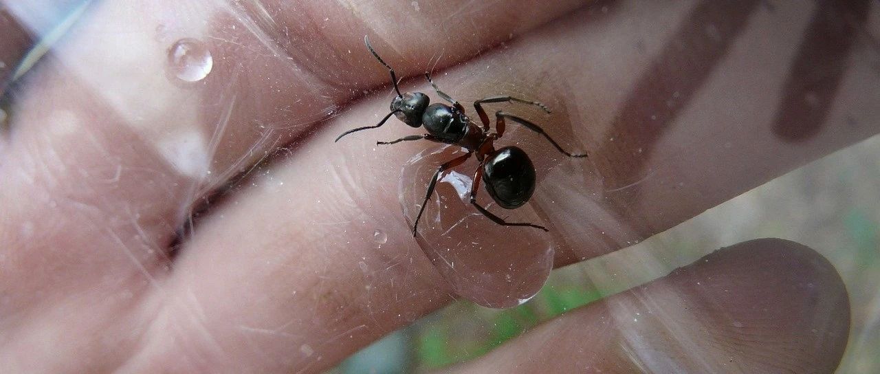 女子小便引来蚂蚁，查出糖尿病！这些疾病的信号一定要知道！转发或可救人一命