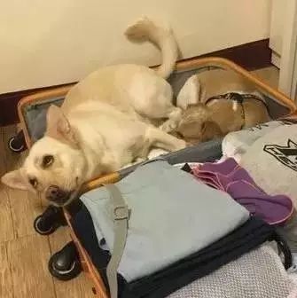 听说粑粑要出差，两只狗娃赶紧睡到行李箱里：求打包带走！