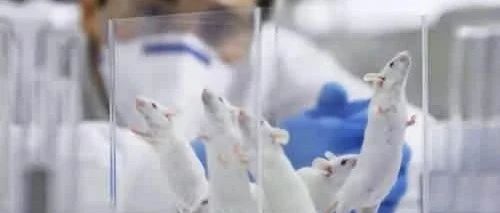 中国科学家成功让公鼠怀孕，分娩十崽！