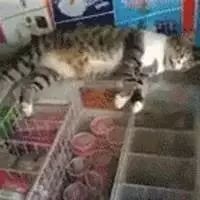 网友想买雪糕，而冰柜上却躺了只猫，伸手时以为要摸，结果...