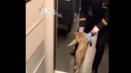 内蒙古鄂尔多斯：小猫蹭高铁被抓走出灵魂小碎步