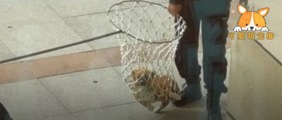 狗狗在大学蹭课被保安逮捕，不仅丝毫不慌还荡起了秋千哈哈哈！
